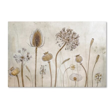 Trademark Fine Art Mandy Disher 'Growing Old' Canvas Art, 22x32 1X01240-C2232GG